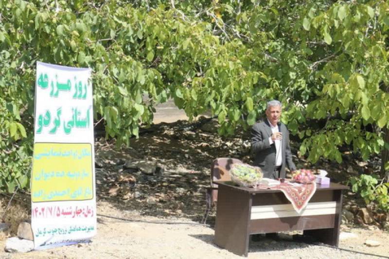 روز مزرعه استانی گردو در جنوب كرمان برگزار شد